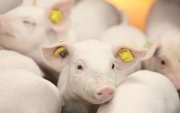 В Минсельхозе рассмотрели текущую ситуацию и перспективы развития отрасли свиноводства