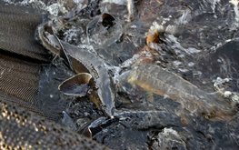 В Вологодской области за 9 месяцев произведено 900 тонн продукции аквакультуры