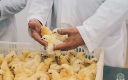 К 2030 году четверть всего мяса птицы в России будет производиться на основе отечественного кросса