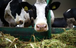 Объём реализации молока в сельхозорганизациях вырос на 4,6%