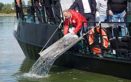 Калининград импортозаместит китайских угрей