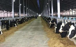 На Ставрополье планируют увеличить валовое производство в животноводстве на 25%
