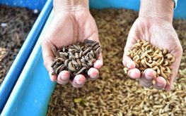 Расширение списка кормов для рыбы позволит ускорить развитие аквакультуры