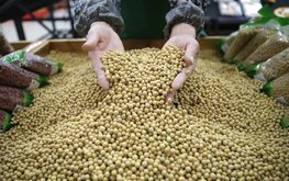 Страны Африки в 2023 году значительно сократили импорт сои