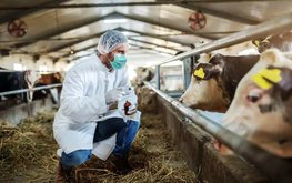 Опубликованы ветеринарные правила маркирования и учёта животных