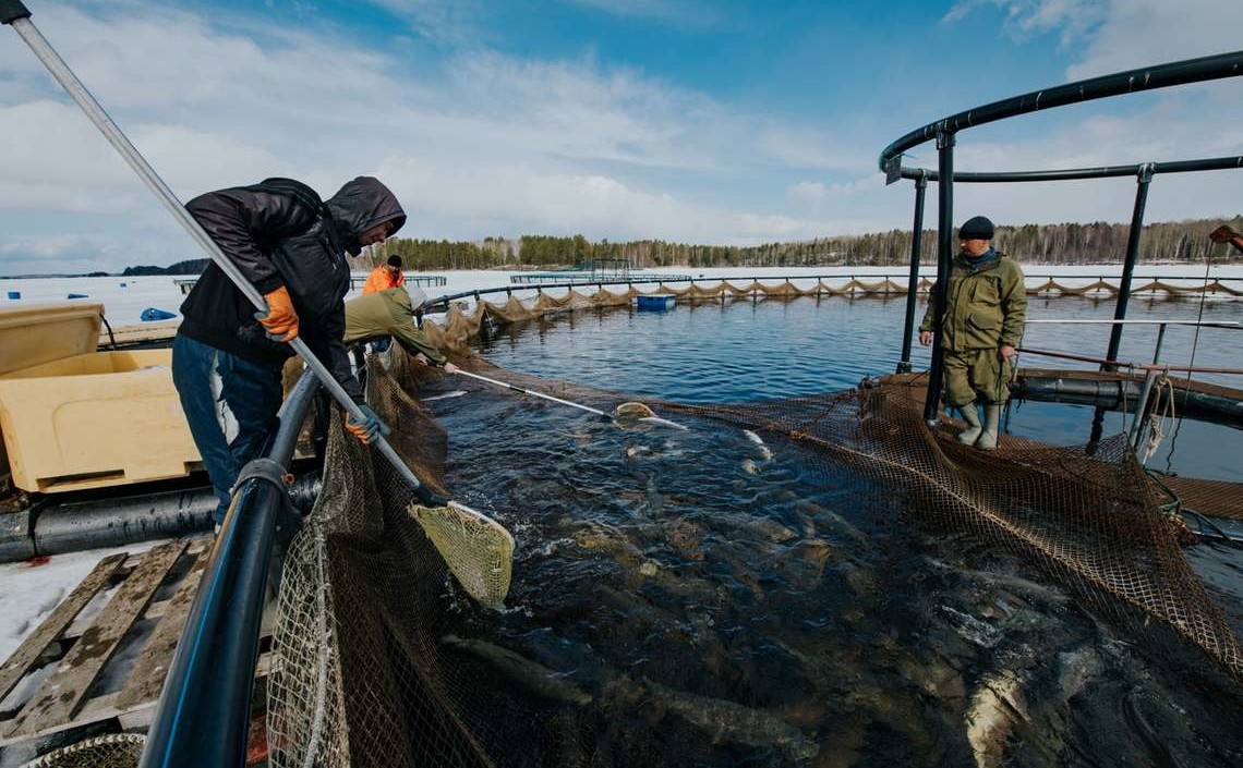 Вопросы развития аквакультуры на Северо-Западе России обсудили в Великом Новгороде