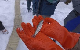 Росрыболовство продолжает работу по восстановлению запаса  ладожской палии