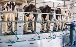За выброса метана КРС начнут отчитываться шесть крупнейших мировых компаний