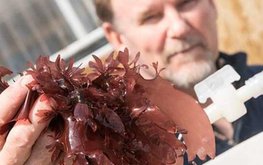 Красные морские водоросли заменят соевый шрот в кормах для птицы в Великобритании