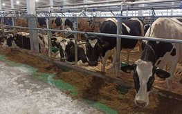 Пять молочных хозяйств Ленобласти модернизировали за 1 млрд рублей