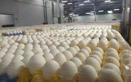Строительство крупнейшего птичника в Европе началось в Ленобласти