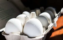 ФАС завела дело на костромские птицефабрики, синхронно повысившие цены на яйца