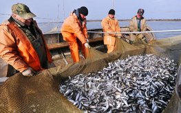 Рыбный бизнес Калининградской области приглашают за субсидиями