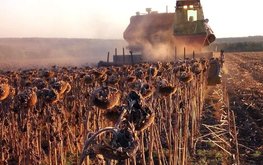 ИКАР: окончательный результат урожая подсолнечника и сои может быть выше