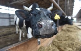 Удмуртия на 8% увеличила производство молока