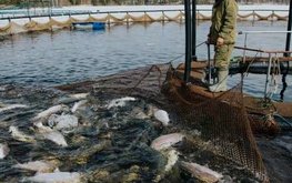 Все больше рыбоводных ферм в Карелии обзаводятся своей переработкой