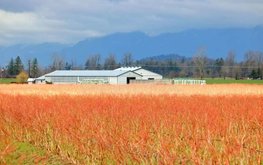 В Канаде будут выращивать больше зернобобовых культур
