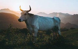 В Китае клонировали быков исчезающих пород