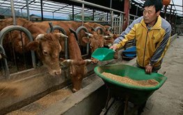 Южная Корея намерена сократить выбросы парниковых газов в животноводстве