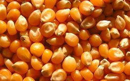 Китай одобрил генетически модифицированную кукурузу и соевые бобы