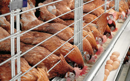 В Саратовской области собираются реанимировать мясное птицеводство