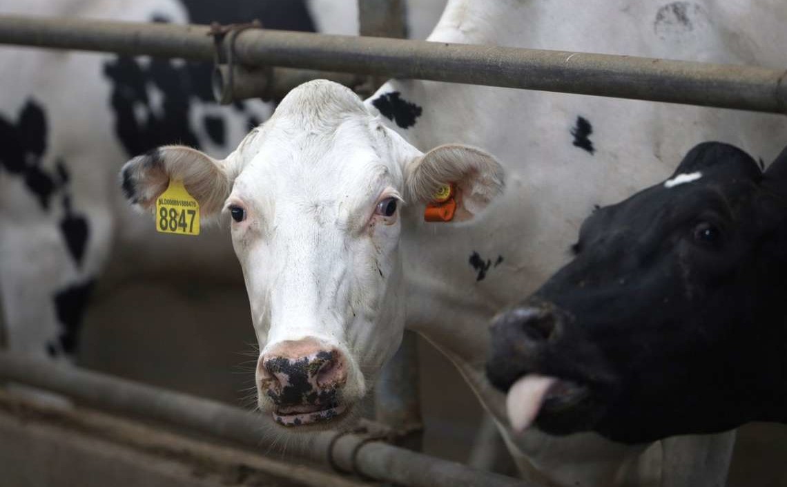 Продуктивность дойного стада продолжает расти в Липецкой области