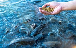 Производство отечественных кормов для рыб выросло почти на 40%