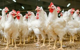 Патрушев заявил о планах увеличить долю производства мяса птицы отечественной селекции
