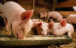 Установлено, как скармливание пищевых отходов свиньям влияет на качество их мяса