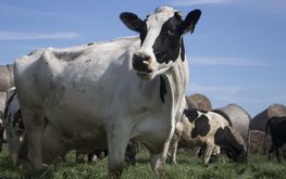 Учёные изучили влияние конопли на молочных коров