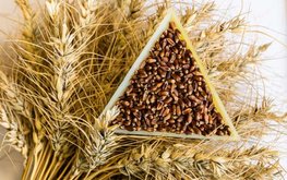 Учёные Тимирязевки вывели пшеницу с фиолетовым зерном