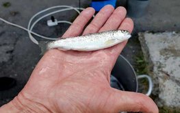 Рыбоводные заводы продолжают восстановление популяции каспийского лосося