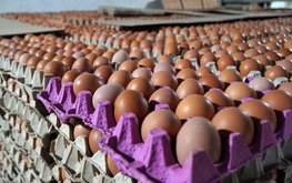 В Дагестане инвестируют в производство яйца
