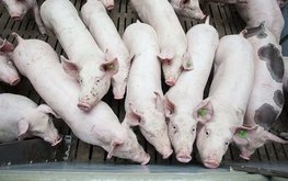 Ведущий производитель бройлеров в России займётся свиноводством