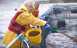 Замену рыбной муке в кормах для лосося можно вырастить на продуктах рыбопереработки
