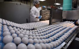 Ленинградская область вышла в лидеры в РФ по объёмам производства куриных яиц