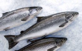 Аналитики прогнозируют двукратный рост объема мирового рынка лососевых