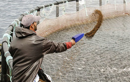 Минсельхоз: РФ к 2030 году будет полностью обеспечена кормами для аквакультурного лосося