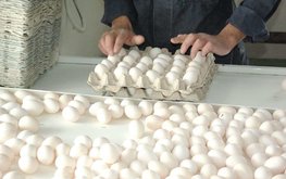 Птицефабрики Чувашии намерены на 28% увеличить производство яиц в 2024 году