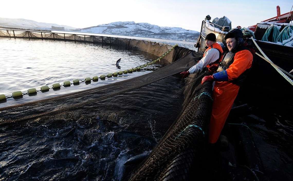 Россия к 2030 году перейдёт на самообеспечение кормами для аквакультурного лосося