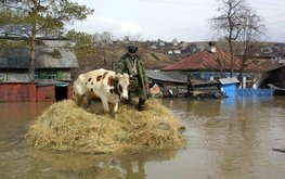 Сельхозпредприятия эвакуируют животных в связи с паводком в Курганской области