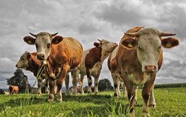 Дания потратит 74 миллиона долларов на добавку, которая заставит коров выделять меньше метана