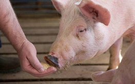 Минсельхоз разработал новые ветправила борьбы с рожей свиней