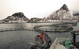 На рыболовных фермах в Норвегии умерло рекордное количество лосося