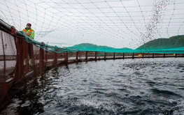 В России уточнили правила предоставления прудов для аквакультуры