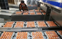 Птицефабрика &laquo;Владимировская&raquo; в Астраханской области возобновит работу до конца мая