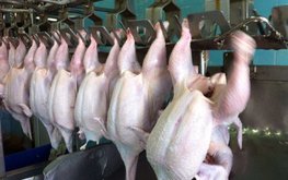 Минсельхоз РФ заявил о стабильной ситуации на рынках яиц и мяса птицы