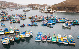 Мировое производство рыбной муки падает из-за проблем рыбаков Перу