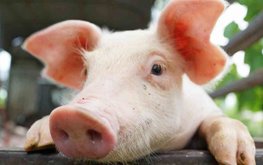 В Китае начнут разводить новую породу свиней с высокой производительностью