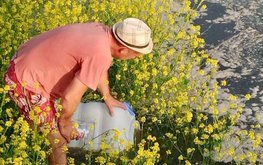 Учёные получили прирост биомассы африканского клариевого сома